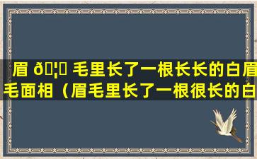 眉 🦁 毛里长了一根长长的白眉毛面相（眉毛里长了一根很长的白眉毛是什么运气）